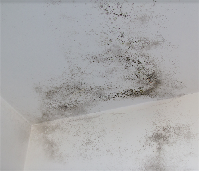 mold growing on a wall in a room