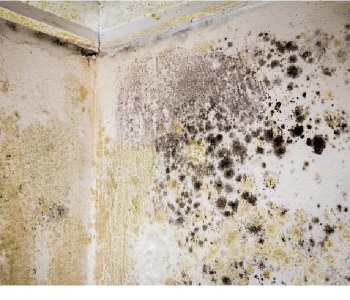mold growth on ceilings and walls