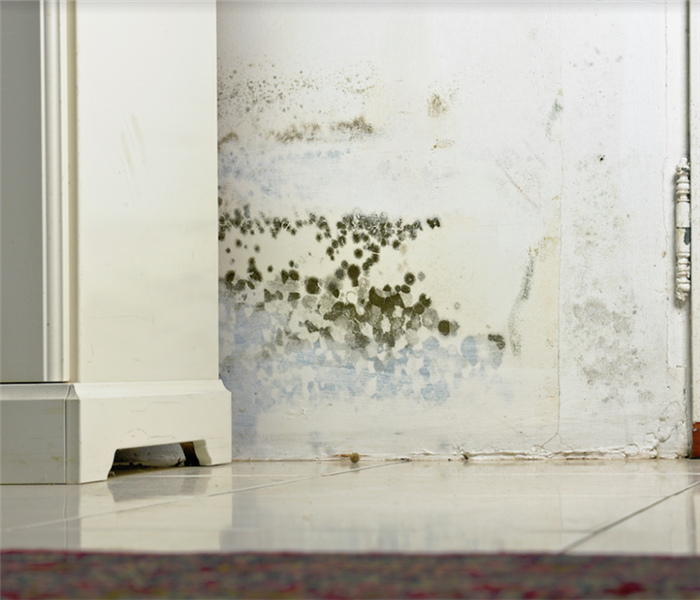 mold growing on a white wall behind a cabinet